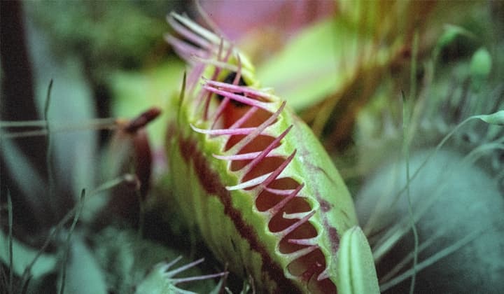 Elastic 对 SPECTRALVIPER 施展“魔力”